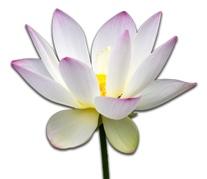 Lotus Flower